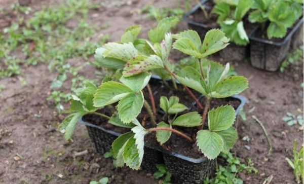Strawberry seedlings are best purchased in specialized stores