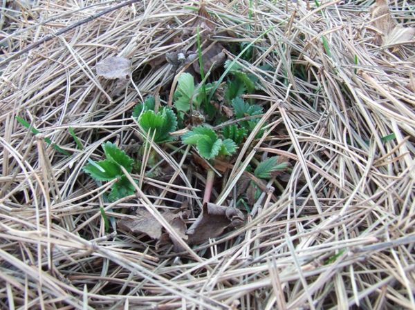 For mulching suitable needles, sawdust, straw
