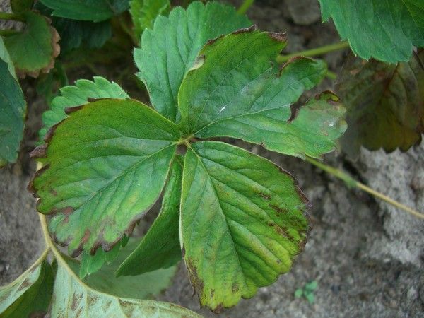 Strawberry leaves affected by frost