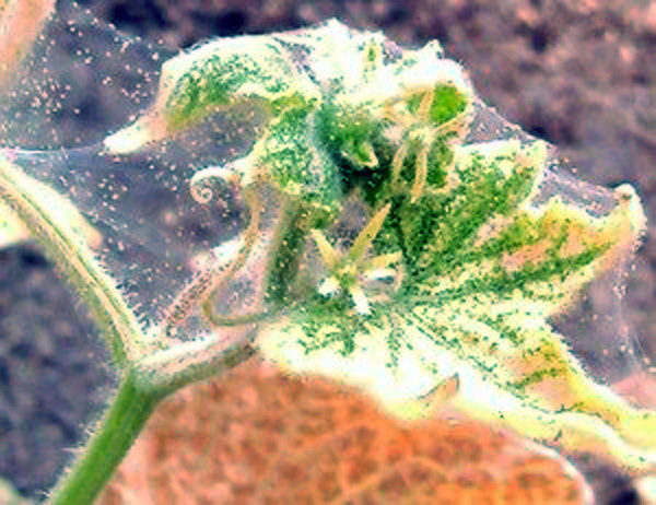  Bush cucumber struck with a spider mite