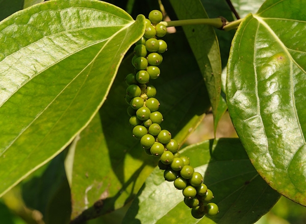  Fruiting begins in the second year of life, can reach 2 m in height