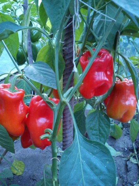  Pimenta Bogatyr é distinguida por altos arbustos pontilhados com grandes frutos.