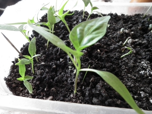  Pepper needs frequent watering, spraying, fertilizer from late April to early October