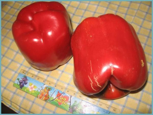 The weight of one Hercules pepper fruit is about 300 grams