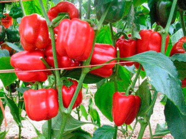  Pepper Hercules needs regular feeding during growing