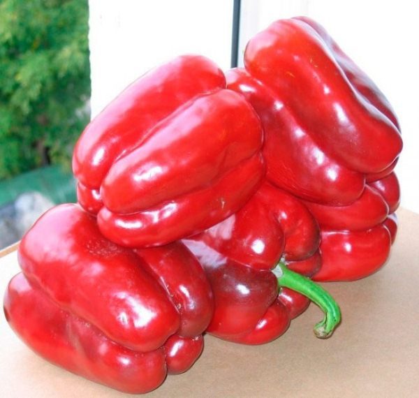  Among the advantages of the variety Hercules it is worth noting the large-fruited, versatile, good transportability, consistently high yield, excellent taste, excellent keeping quality