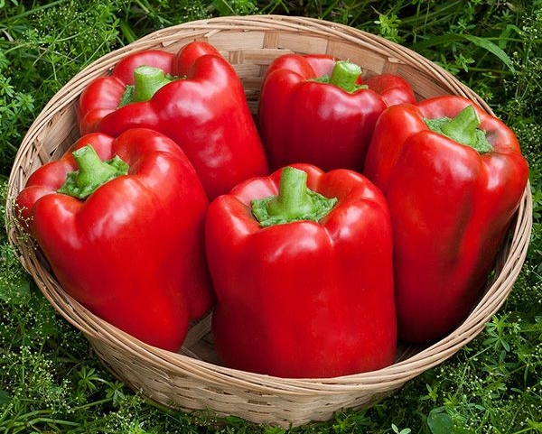  The grade is thermophilic, unpretentious in cultivation, on reaching a ripeness becomes red