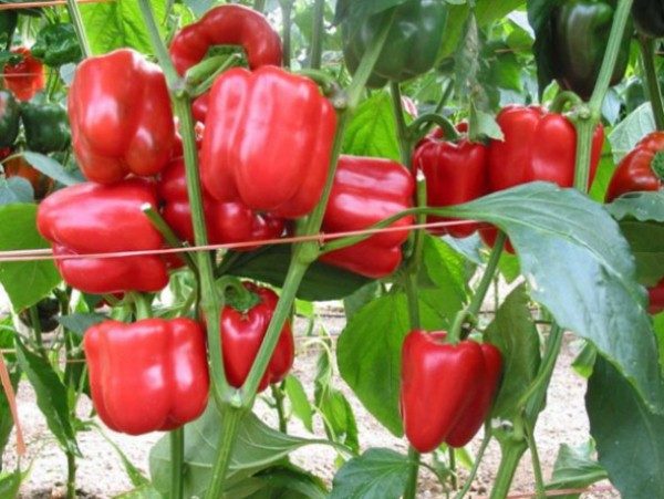  Tied up a bush of pepper Claudio with fruits