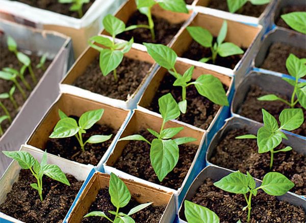  Pepper seedlings