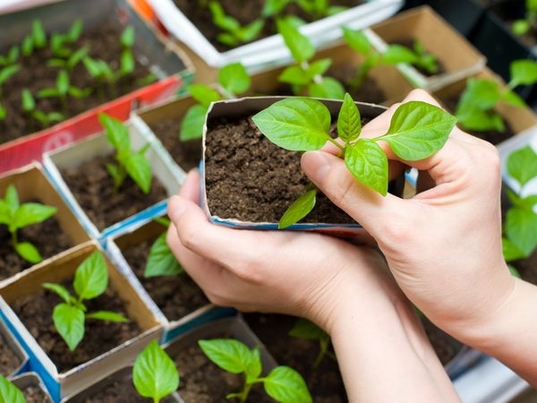  Distinguish seedlings from hot peppers from sweet can be chewed leaf
