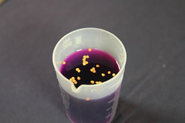  Soaking seeds in potassium permanganate will help eliminate infections.