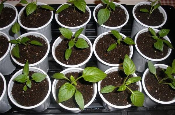  Plastic containers are ideal as a container for pepper seedlings.