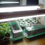  Pepper needs light for 12 hours a day.