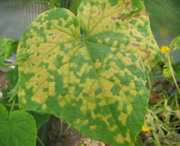 peronosporioz
