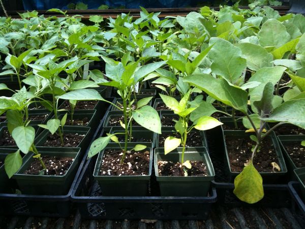  What to do if pepper seedlings do not grow well