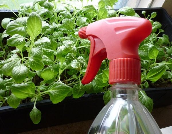  Watering sprouts should be done by spraying with warm water.