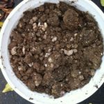  Bird droppings - a source of potassium for pepper seedlings