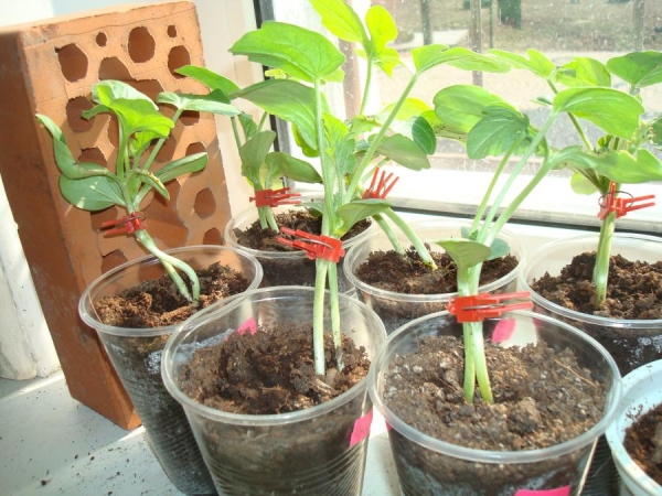 Watermelon seedlings should be planted at least three days earlier than lagenaria seedlings
