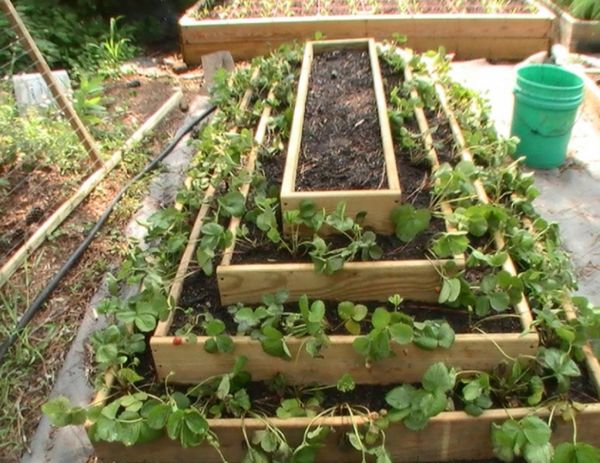  The shape of a flower bed in the form of a pyramid allows you to reduce the time of ripening strawberries and increase productivity