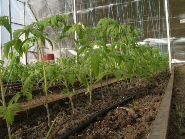  Rega e adubação é crucial no crescimento ativo e rendimento de tomate Blagovest