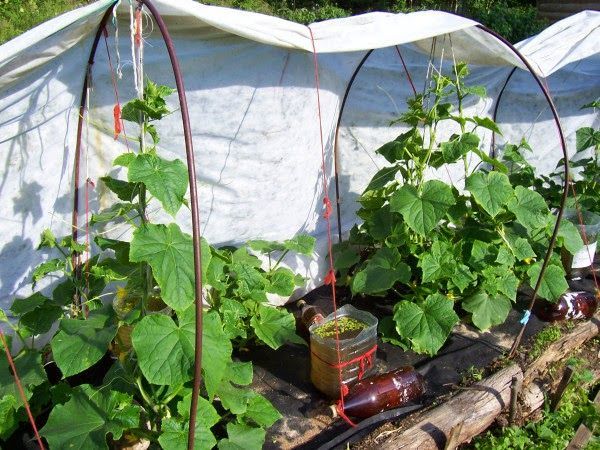  Growing cucumbers under the film