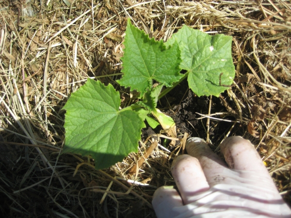  Mown grass as a cucumber shelter