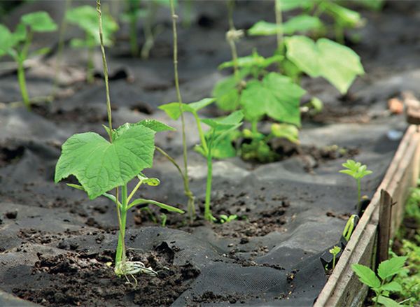  Shelter film allows you to plant seedlings in the ground in the middle of spring