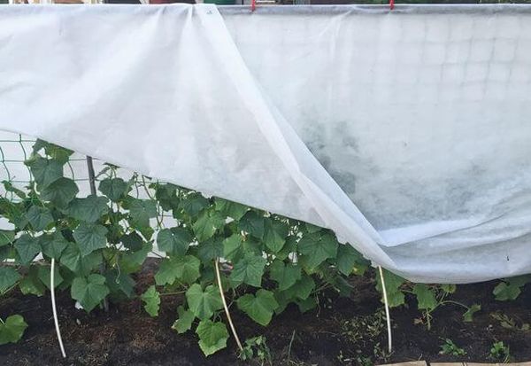  Soft material can cover cucumbers without using a frame