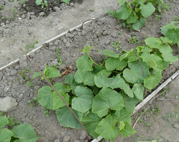  The width of the beds should deliver about 70cm