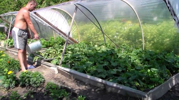  Watering cucumbers under the film is carried out 2 times a week.