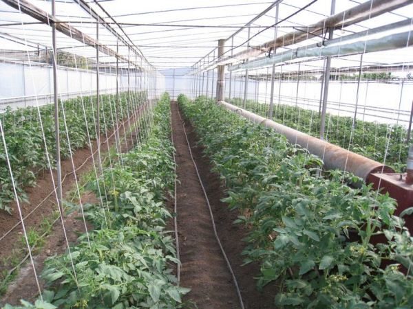  Transporte de tomate Shuttle na estufa durante todo o ano