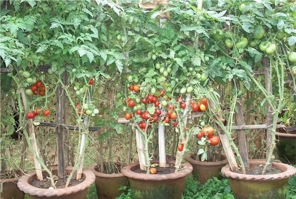 Amarrando tomates