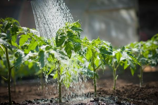  Após o plantio de mudas no solo, as plantas precisam ser regadas 2 vezes por semana, mas com o tempo, a rega pode ser reduzida para uma vez em 7-10 dias