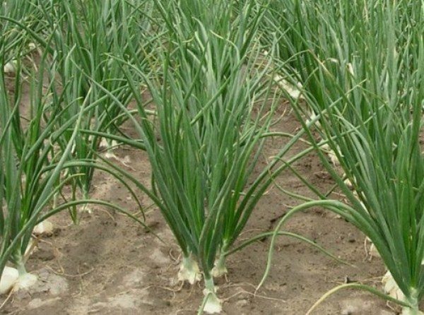  Watering onions should be abundant and carried out no less than once every three days.