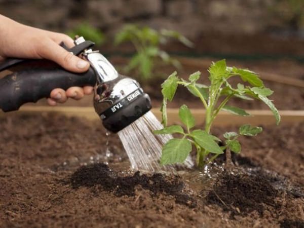  Rega precisa de tomates depois de 6-7 dias, no calor da rega é realizada com mais freqüência