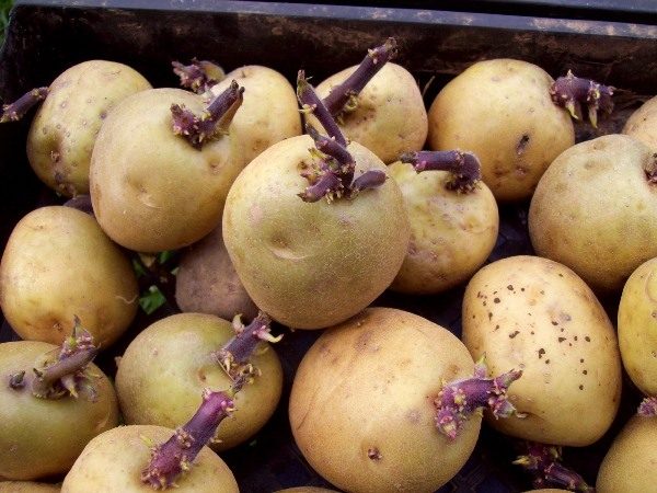  Patate da seme per la semina