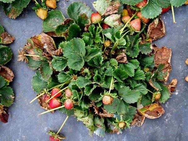 Sick strawberry bush