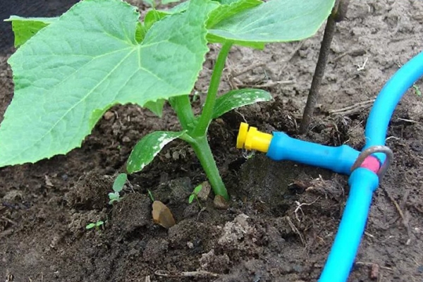  Nu folosiți plante complete de irigare, cel mai bine, când apa nu cade pe frunze și cade la rădăcină