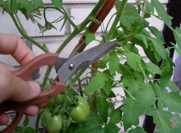  Tomate Beliscando
