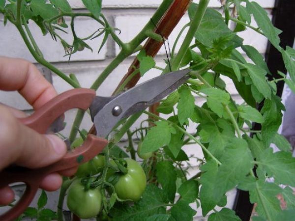  Tomate Beliscando