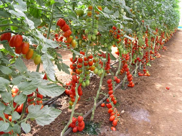  Procedimento de beliscar é necessário para variedades de tomate alto.