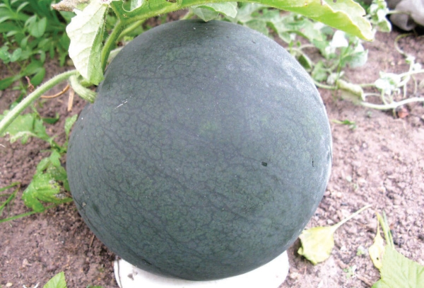 In grafted watermelons larger fruits, increasing cold resistance