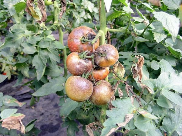  Tomate mato atingido pela ferrugem