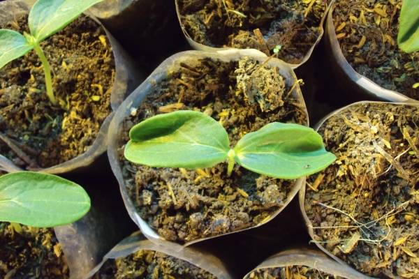  Sprouted seeds are planted in pots, a month later - in open ground