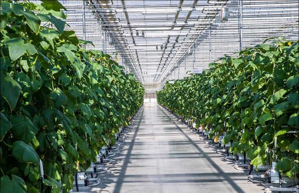  Cultivarea soiului Rodnichok este posibilă atât pentru uz personal, cât și la scară industrială.