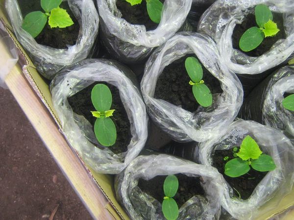  Cultivarea este posibilă din răsaduri și semințe.