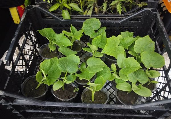  În pământ, gradul este plantat după apariția a 3-5 frunze adevărate