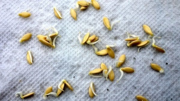  Germinated Ajax Cucumber Seeds