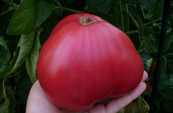  Tomate O mel-de-rosa é dotado de excelente sabor, perfumado, carnoso e contém um grande número de nutrientes
