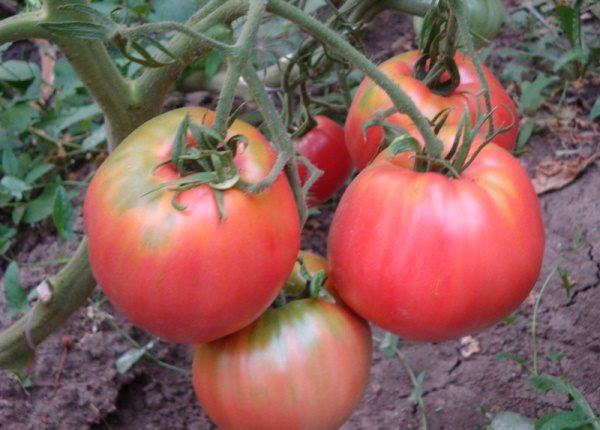  Tomates-de-mel-de-rosa toleram muito bem a seca, mas são propensos a doenças características das culturas solanáceas.